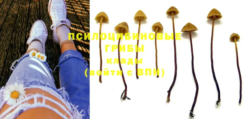 кракен tor  Великий Устюг  Галлюциногенные грибы Psilocybine cubensis 